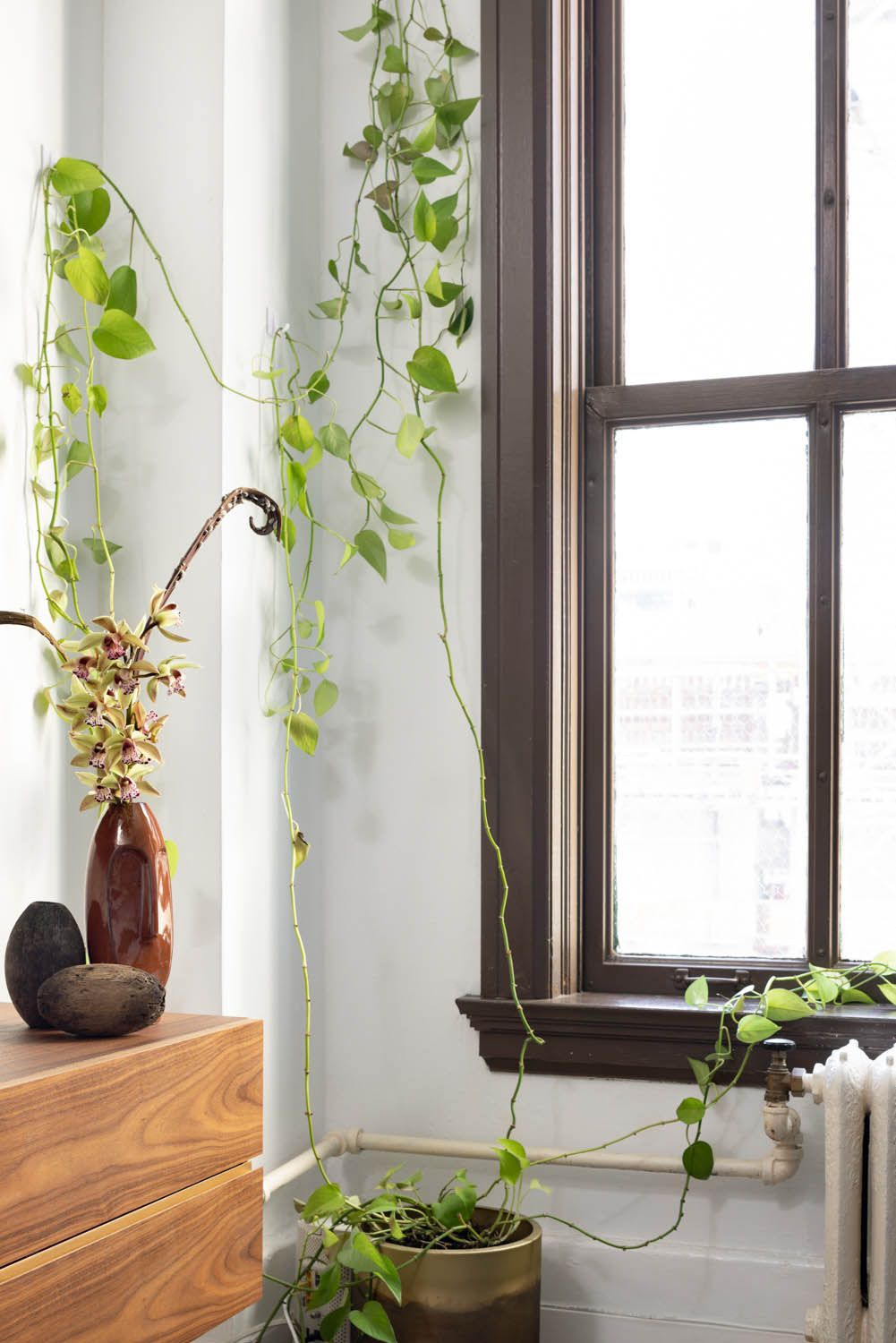 Trailing pothos and cymbidium orchids beside the original timber window and radiator
