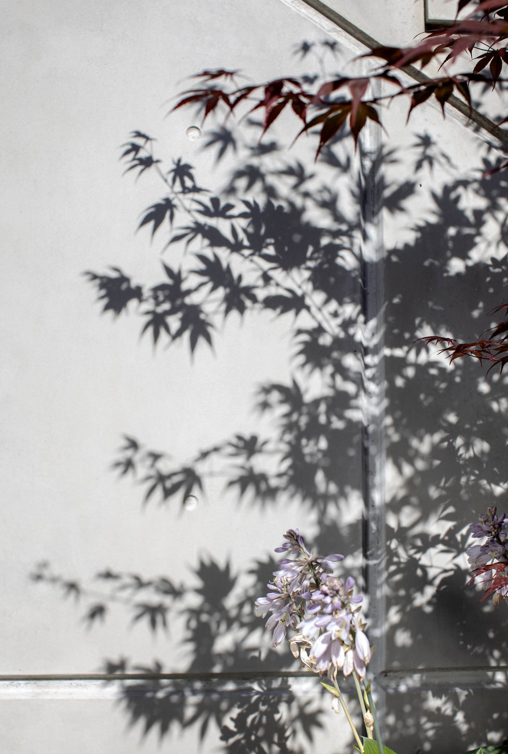 Japanese maple shadows falling across the board-formed concrete wall