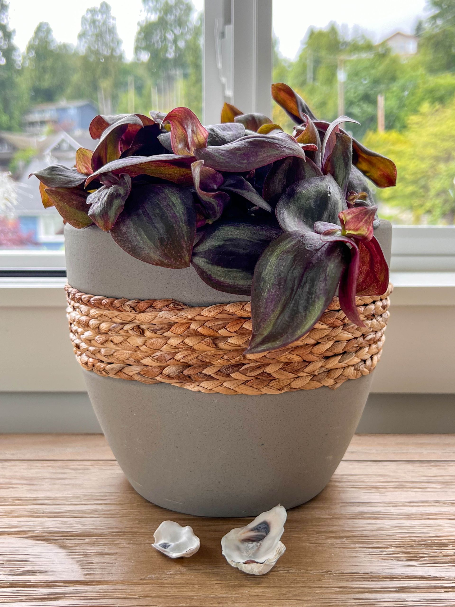 Tradescantia in a woven-banded pot on the windowsill beside two oyster shells