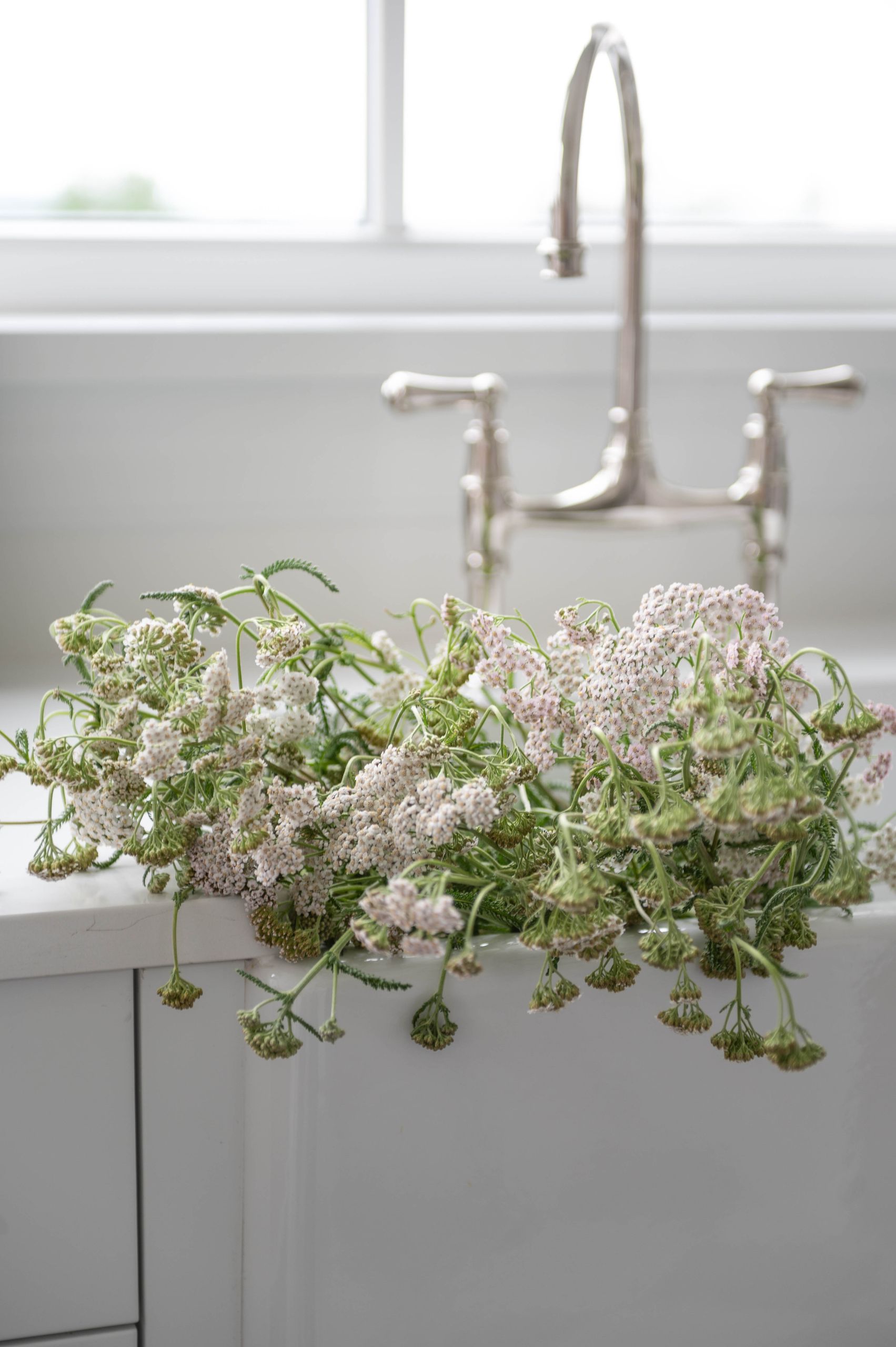 Cut yarrow resting in the apron-front sink beneath a polished nickel faucet