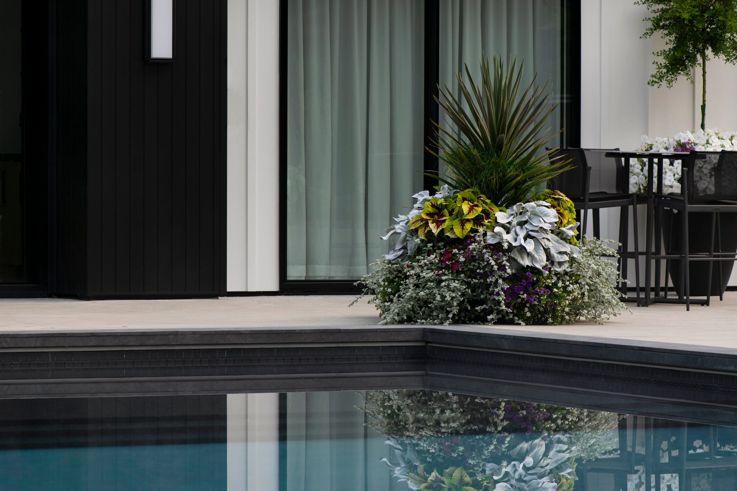 Poolside planter of cordyline, coleus and trailing bacopa mirrored in the water