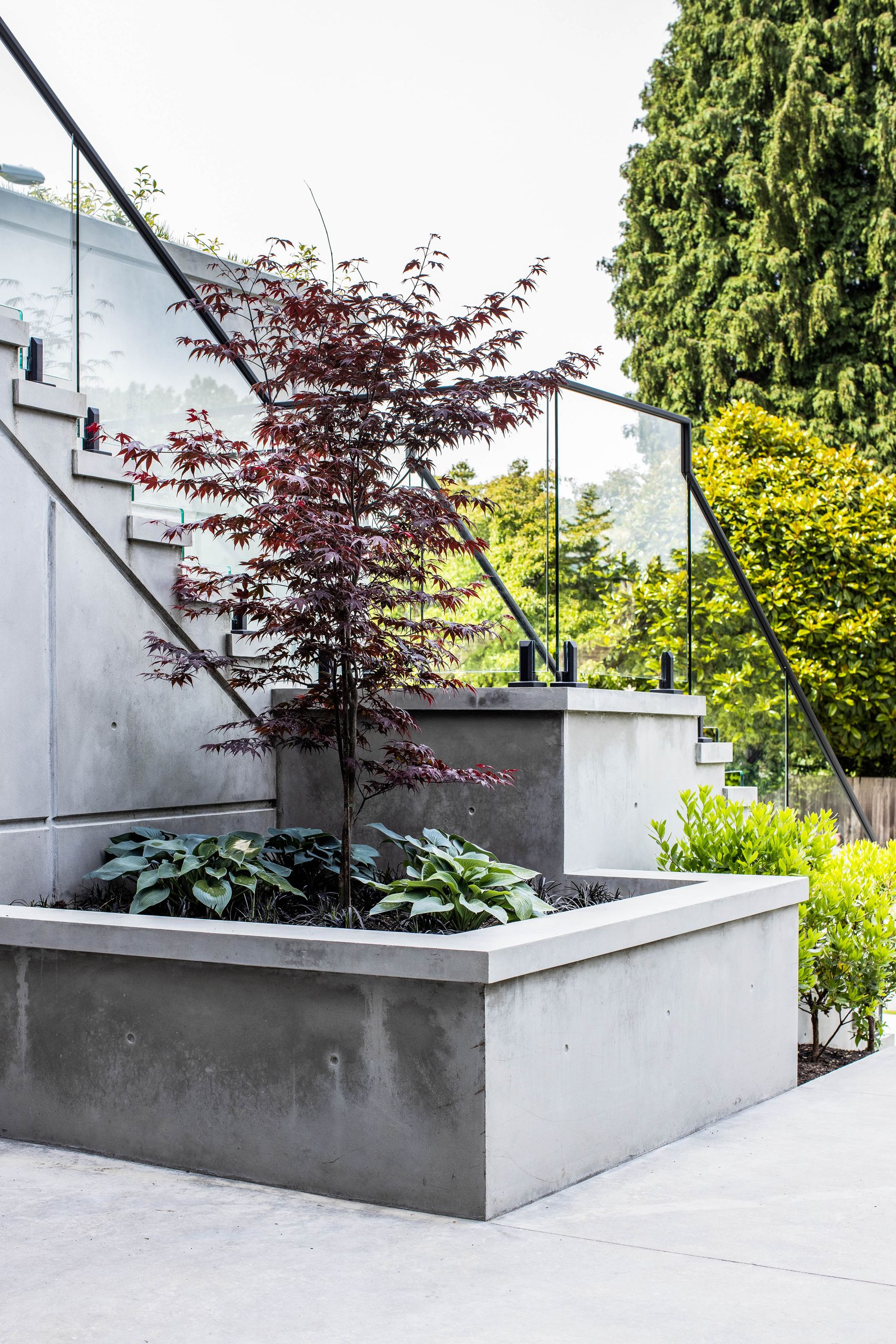 Board-formed concrete planter holding a red Japanese maple and hostas